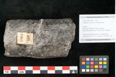 Foto (Objekt + Etikett) von Calamites communis Ettingshausen (NHMW-GEO-2024-0188-10964)